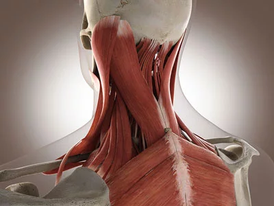 Muscle spasm in deals neck while sleeping